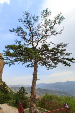 北岳恒山 悬根松