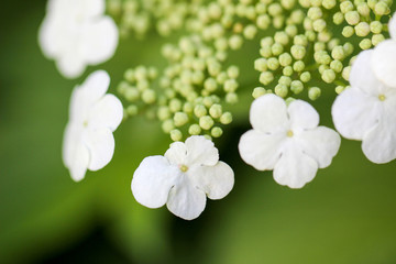 鸡树条 欧洲琼花 锥序荚蒾