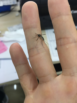 蚊子叮咬