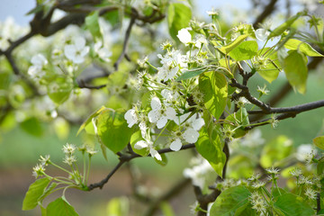 枝头梨花 春天梨花 白色花朵