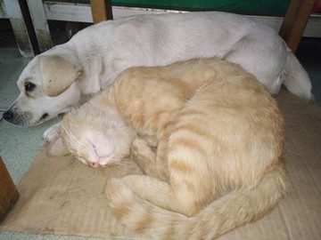 橘猫