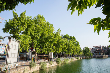 绿叶 绿植 树