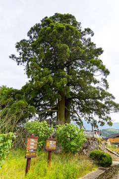 福建周宁县鲤鱼溪 大松树