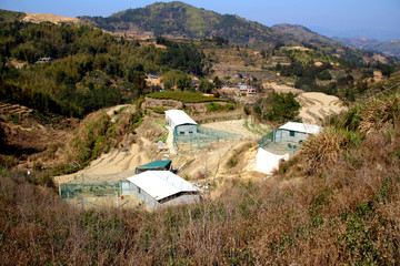 七彩山鸡 野山鸡 养殖基地