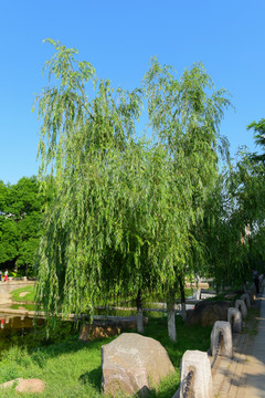 绿色背景 公园柳树