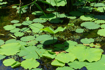 荷塘 自然 绿色荷叶