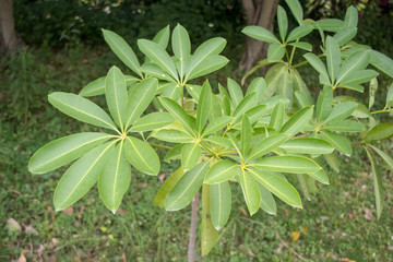 糖胶树