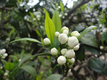 花蕾花骨朵柑橘花