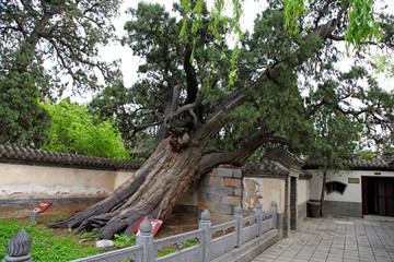 郑州 嵩山 嵩阳书院 大将军