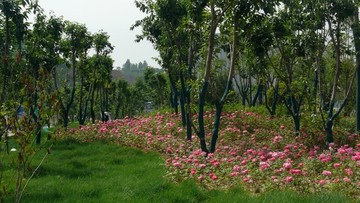 树与月季花