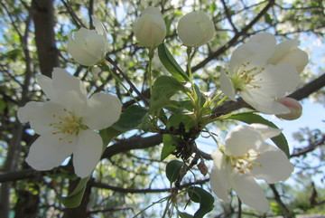 山丁子花