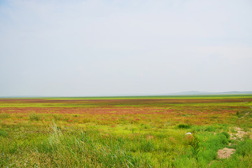 内蒙古草原上的风景