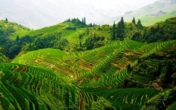 龙脊梯田