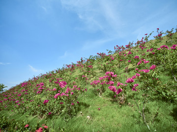 深圳市花