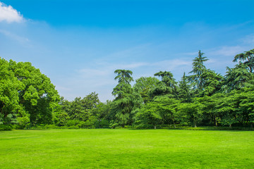 树林 草坪