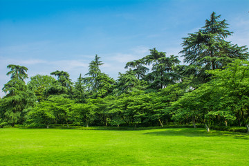 草坪