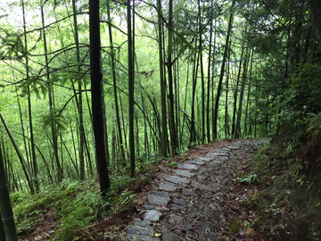 竹林古道