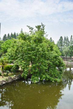 河边枫杨树