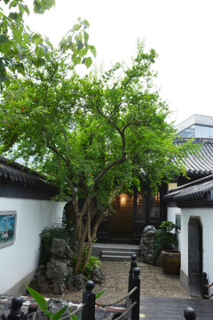 庭院石榴果树
