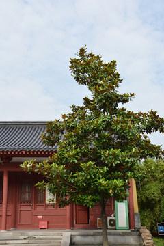 宅院枇杷树