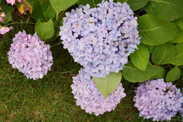 蓝紫色绣球花