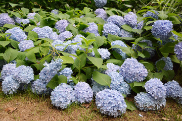 蓝色绣球花背景