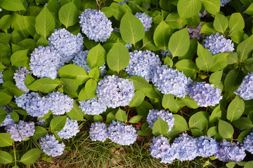 蓝色花背景