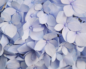 蓝色花瓣背景