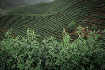 古楼茶山