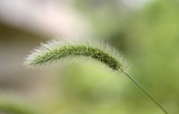 狗尾巴草