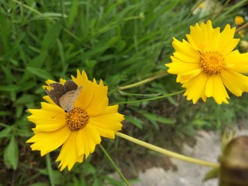 金鸡菊