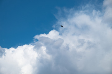 云端翱翔的飞鸟