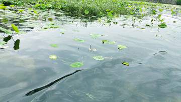 清澈的河水