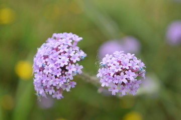 花卉特写