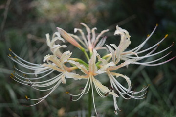 彼岸花曼珠沙华石蒜