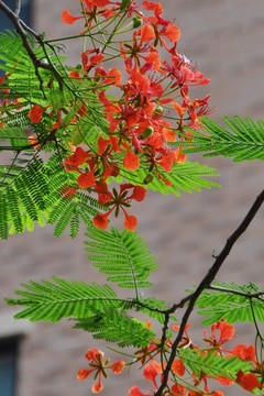 凤凰花