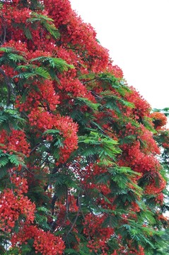 凤凰花