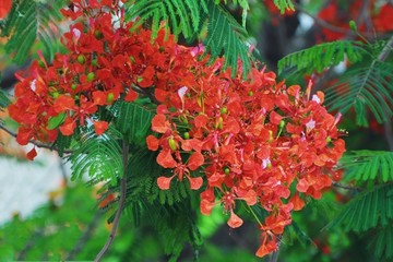 凤凰花