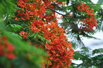 凤凰花