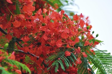 凤凰花
