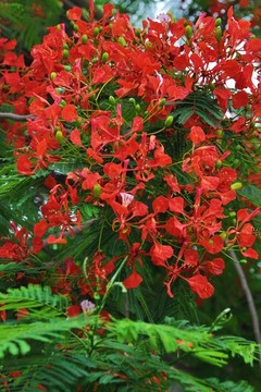 凤凰花
