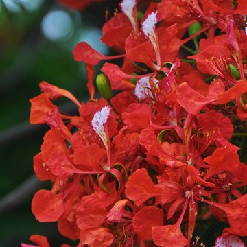 凤凰花