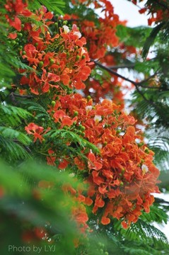 凤凰花