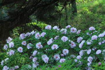 牡丹花