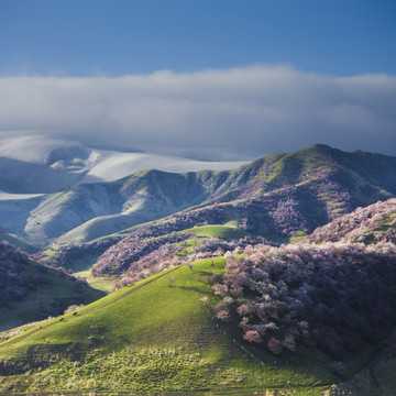 梦幻桃花源