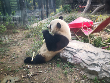 靠石头吃竹子的大熊猫