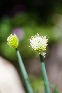 葱花