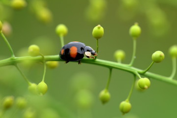 瓢虫特写