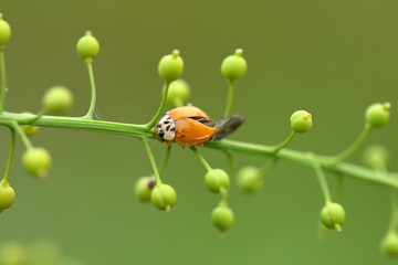 瓢虫特写