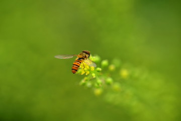 野蜂特写